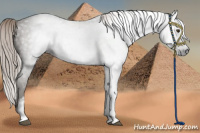 Horse Color:Gray White Spotted Chocolate Palomino 