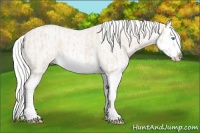 Horse Color:Cremello Splash  and Cremello Splash 