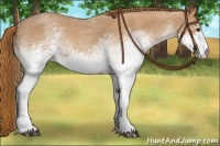 Horse Color:White Spotted Red Roan 