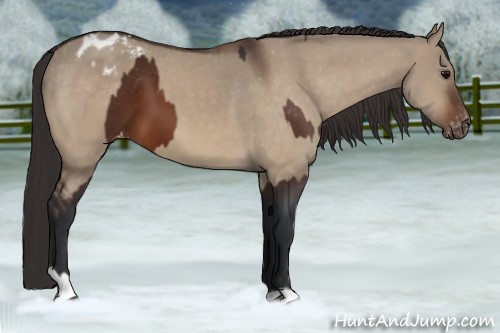 Horse Color:Bay Appaloosa  and Bay Dun Appaloosa 
