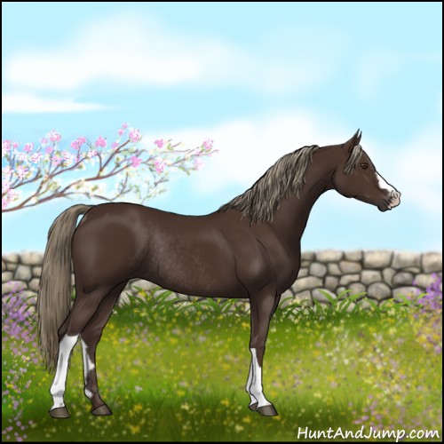 Horse Color:Liver Chestnut Rabicano 