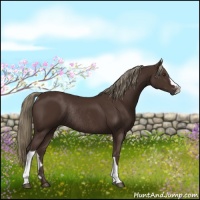 Horse Color:Liver Chestnut Rabicano 