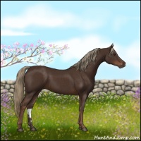 Horse Color:Liver Chestnut Rabicano 
