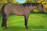 Horse Color:Brown Dun 