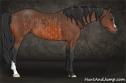 Horse Color:Bay Rabicano and Bay