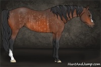 Horse Color:Bay Rabicano and Bay