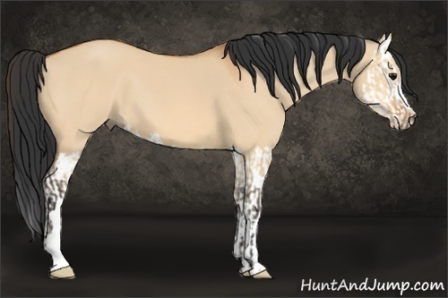 Horse Color:Bay Dun  and Bay Dun Splash 