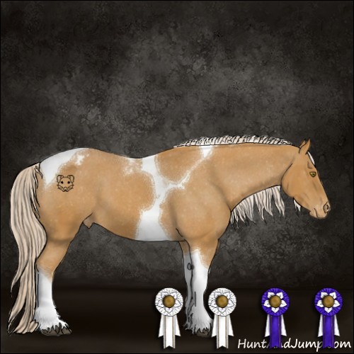 Horse Color:Palomino Tobiano Appaloosa 