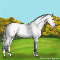 Horse Color:Gray Black Sabino