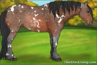 Horse Color:White Spotted Bay 