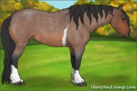 Horse Color:Bay Roan Tobiano Rabicano 