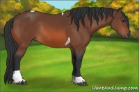 Horse Color:Bay Tobiano Rabicano 