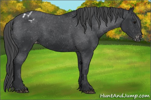 Horse Color:Black Appaloosa Rabicano