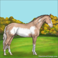 Horse Color:Silver Amber Champagne Frame 