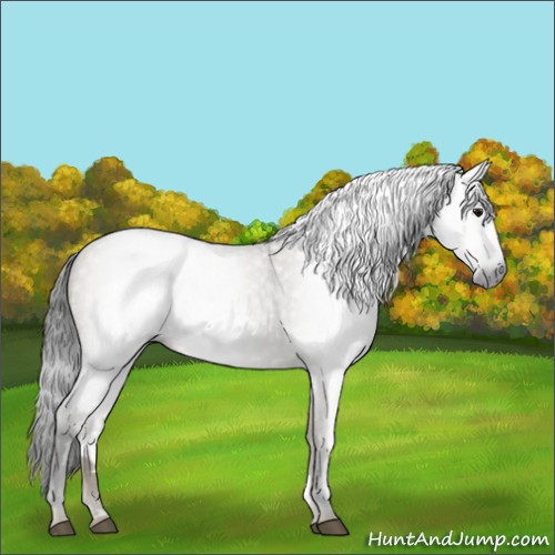 Horse Color:Gray Smoky Grullo Roan 