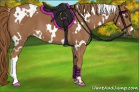 Horse Color:White Spotted Chestnut 