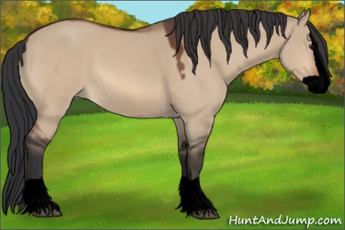 Horse Color:Void Bay Dun Splash 