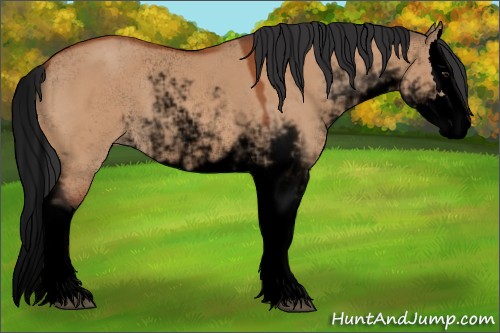 Horse Color:Void Bay Dun Sabino Splash 