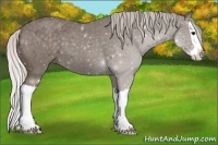 Horse Color:Silver Black Splash