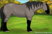 Horse Color:Void Grullo Splash 