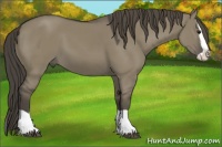 Horse Color:Smoky Grullo Splash 