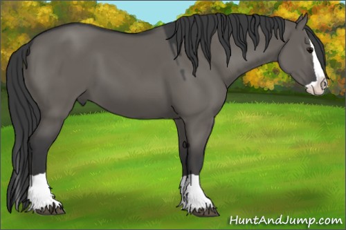 Horse Color:Grullo Splash 