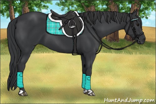 Horse Color:Black  and Black 