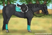 Horse Color:Black  and Black 