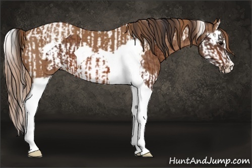 Horse Color:Bay Tobiano Appaloosa  and Chestnut Splash Frame 
