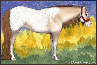 Horse Color:Red Onyx Pearl Appaloosa 