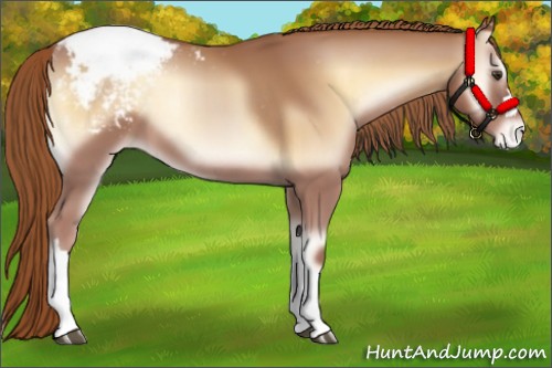 Horse Color:Red Onyx Appaloosa 