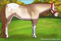 Horse Color:Red Onyx Appaloosa