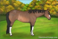 Horse Color:Bay Rabicano 