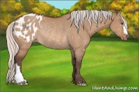 Horse Color:Silver Bay Dun Appaloosa Rabicano