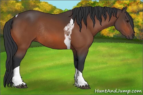 Horse Color:Bay Tobiano Rabicano 