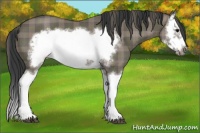 Horse Color:Plaid  Grullo Splash Frame 