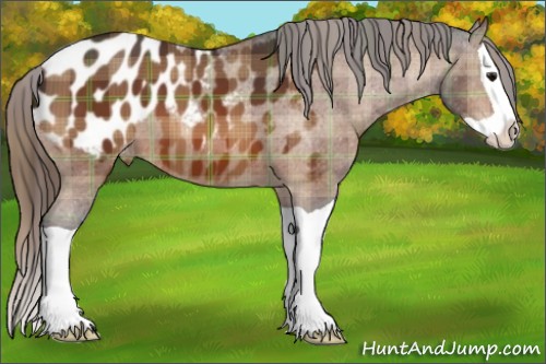 Horse Color:Plaid  Bay Splash Appaloosa 