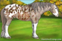 Horse Color:Plaid  Bay Splash Appaloosa 