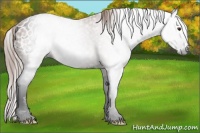 Horse Color:Gray Red Roan Splash Appaloosa Rabicano 
