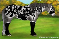 Horse Color:Grullo Roan Splash Frame Appaloosa 