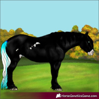 Horse Color:Gold Cream Champagne Roan Dun Splash Frame Appaloosa Rabicano