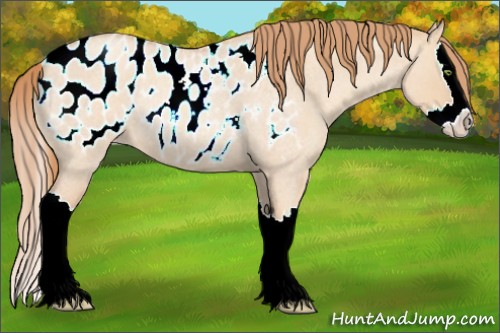 Horse Color:Gold Champagne Roan Dun Splash Appaloosa Rabicano 