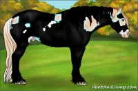 Horse Color:Gold Champagne Roan Splash Tobiano Frame Snowcap Rabicano 