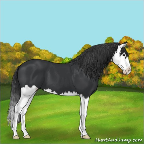 Horse Color:Black Splash