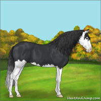 Horse Color:Black Splash