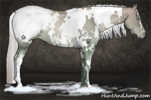 Horse Color:White Spotted Chocolate Palomino Pearl Appaloosa 