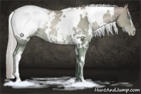 Horse Color:White Spotted Chocolate Palomino Pearl Appaloosa 