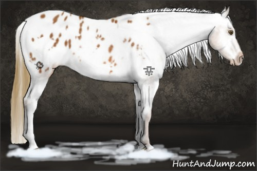 Horse Color:White Spotted Chestnut Blanket Rabicano