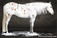 Horse Color:White Spotted Chestnut Blanket Rabicano 