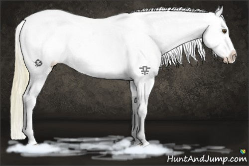 Horse Color:White Spotted Palomino Dun Varnish 